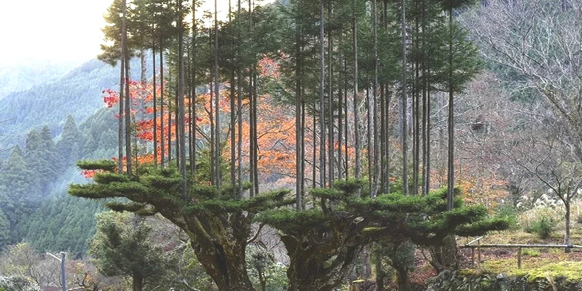 daisugi-yontemi-1.jpg