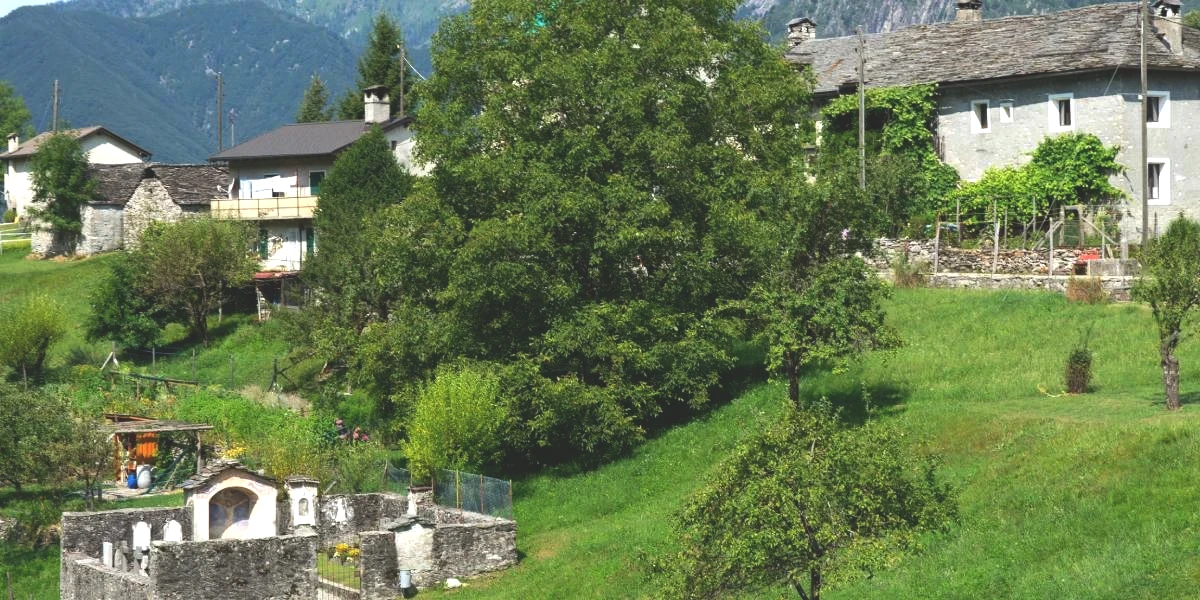 albinen-koyu-1.jpg
